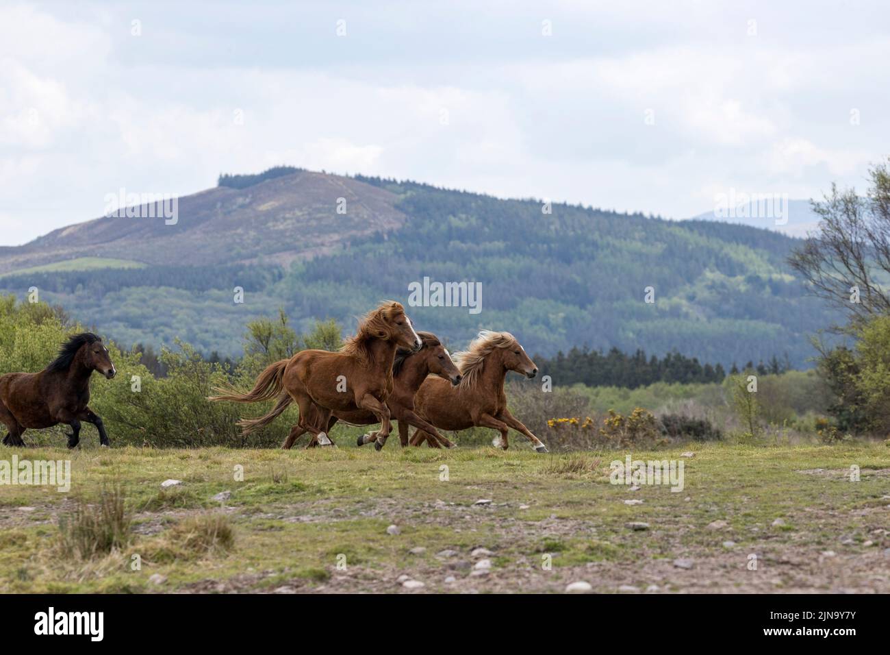 At risk rare Kerry bog pony ponies horse running County Kerry Ireland Stock Photo
