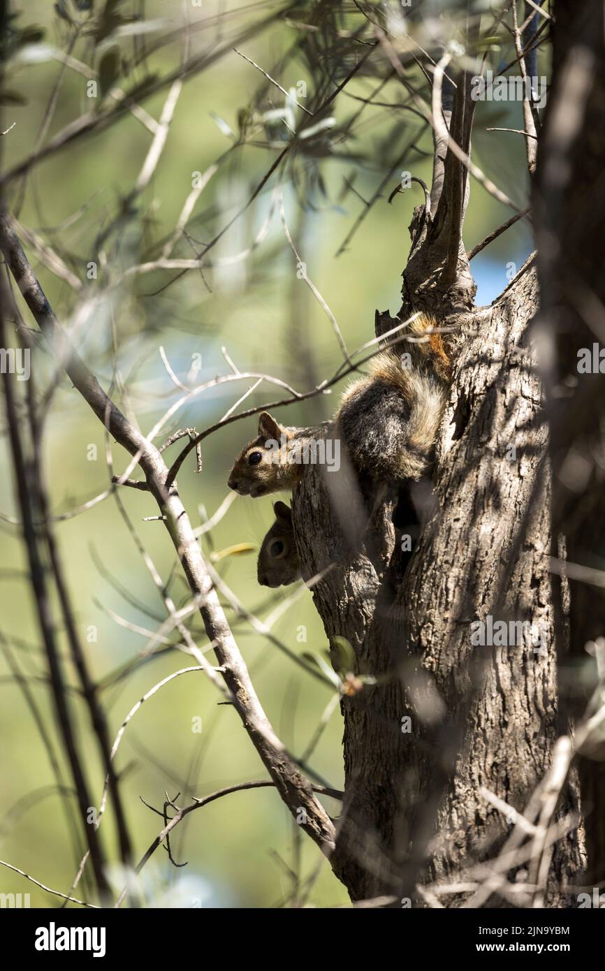 Two squirrels on a tree Bodrum Mugla Turkey Stock Photo