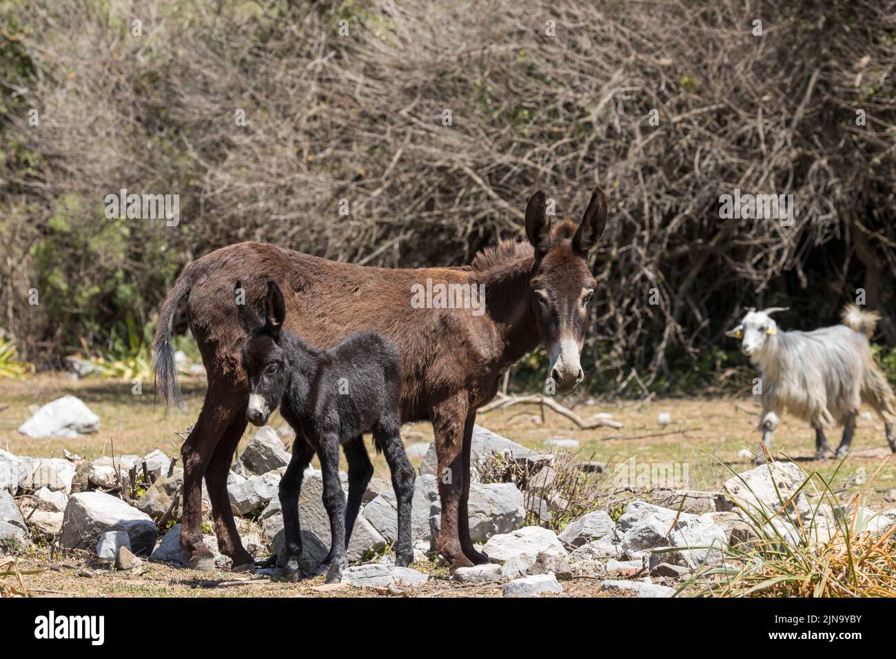 Donkeys mugla kaunos ancient site Turkey Stock Photo