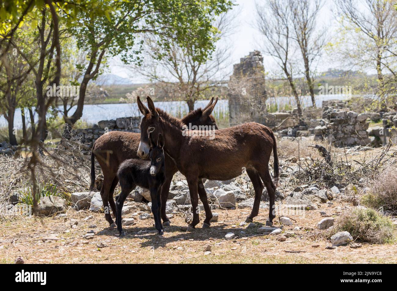 Donkeys mugla kaunos ancient site Turkey Stock Photo