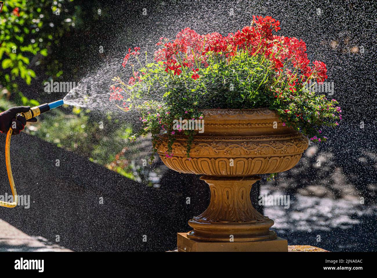 10 August 2022: Watering begonia plant with garden water hose nozzle, London, UK Stock Photo