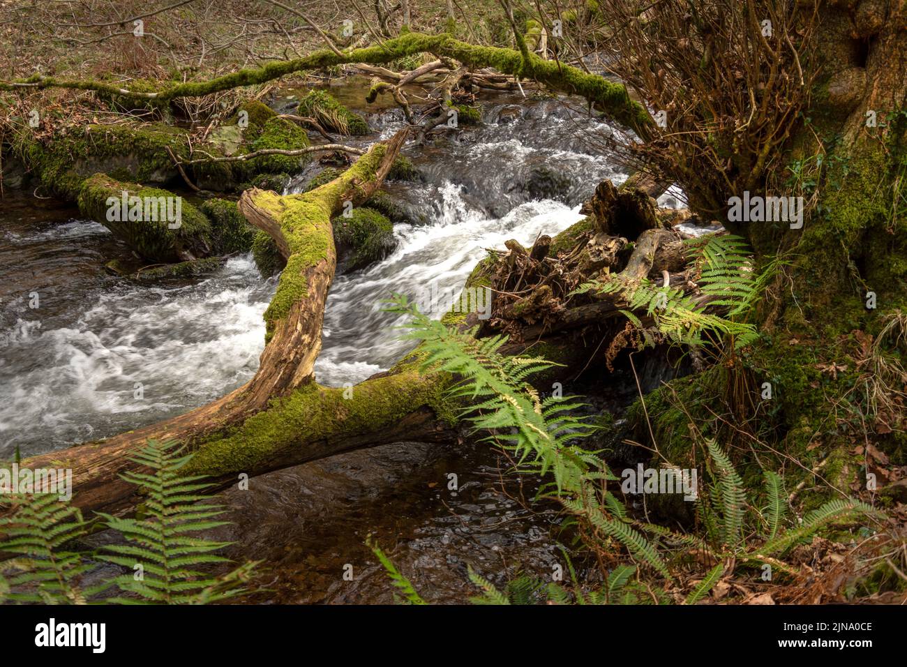 A smal flowing river on the edge of Exmoor as it flows towards the sea near Minehead, Somerset, UK Stock Photo