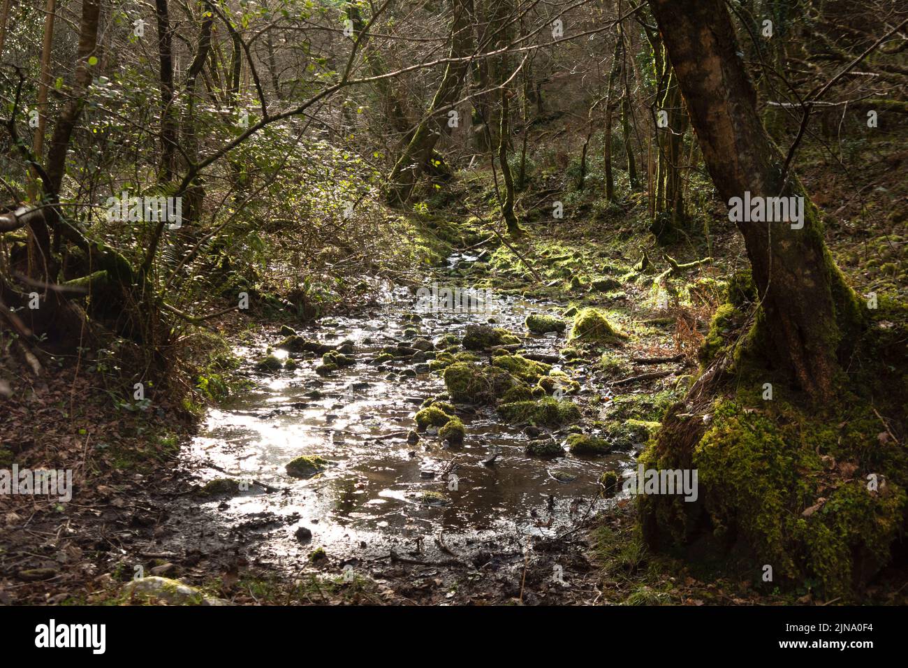 A smal flowing river in  a woodland setting near Exmoor National park, Somerset, UK as it flows towards the sea Stock Photo