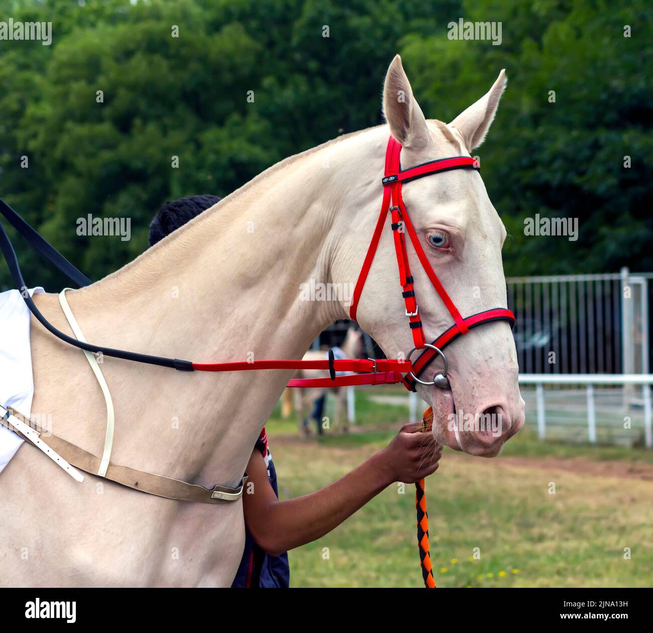 Portrait of a akhal-teke horse,Northern Caucasus Stock Photo