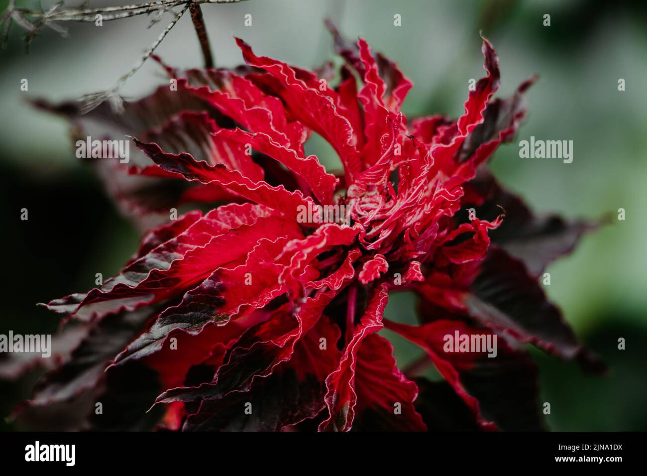 Ornamental plant Amaranthus tricolor. Beautiful red autumn flower in garden. Growing decorative flowers. Stock Photo