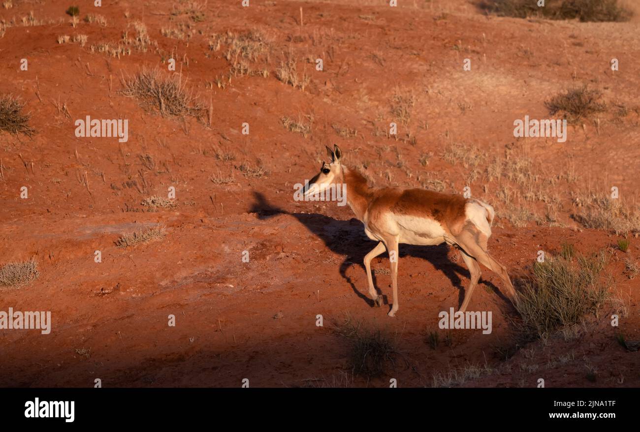 Antelope in the desert during morning sunrise. Utah Stock Photo