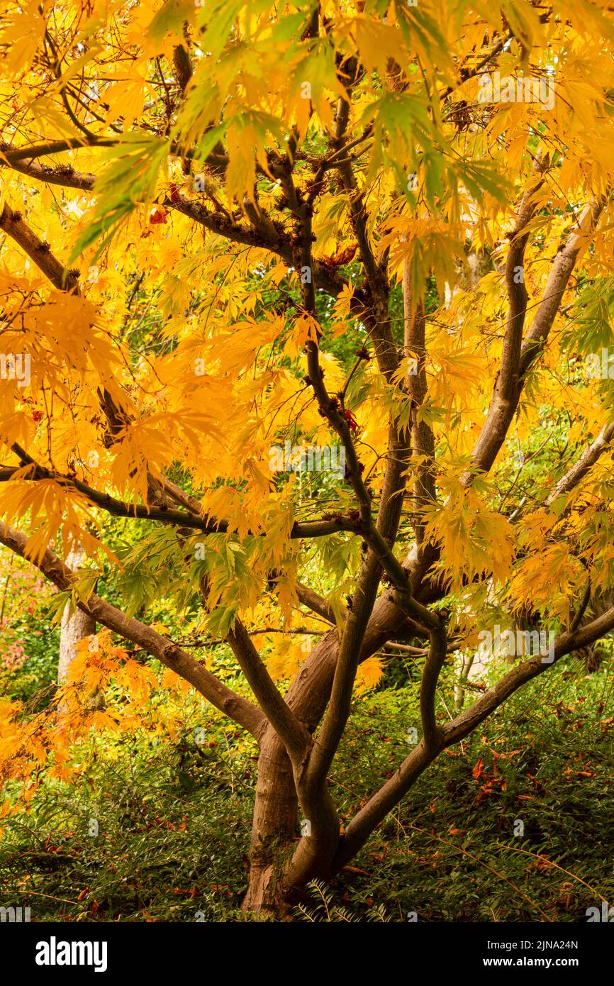 WA21848-00...WASHINGTON - Fall color during the autumn season at Kubota Gardens; a Seattle city park. Stock Photo
