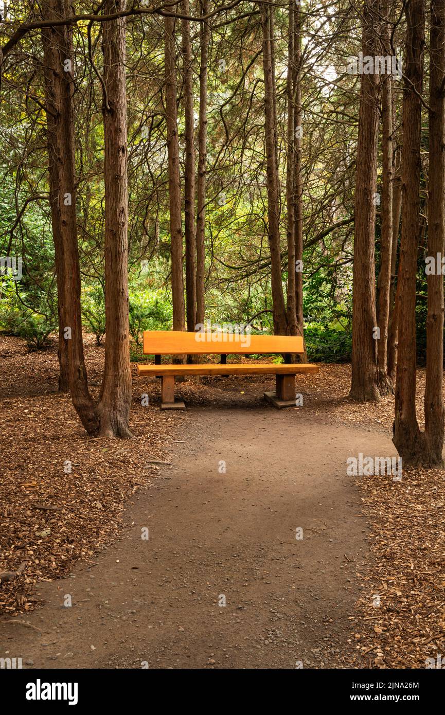 WA21851-00...WASHINGTON - Path through the forest leading to a bench at Kubota Garden; a Seattle ciy park. Stock Photo