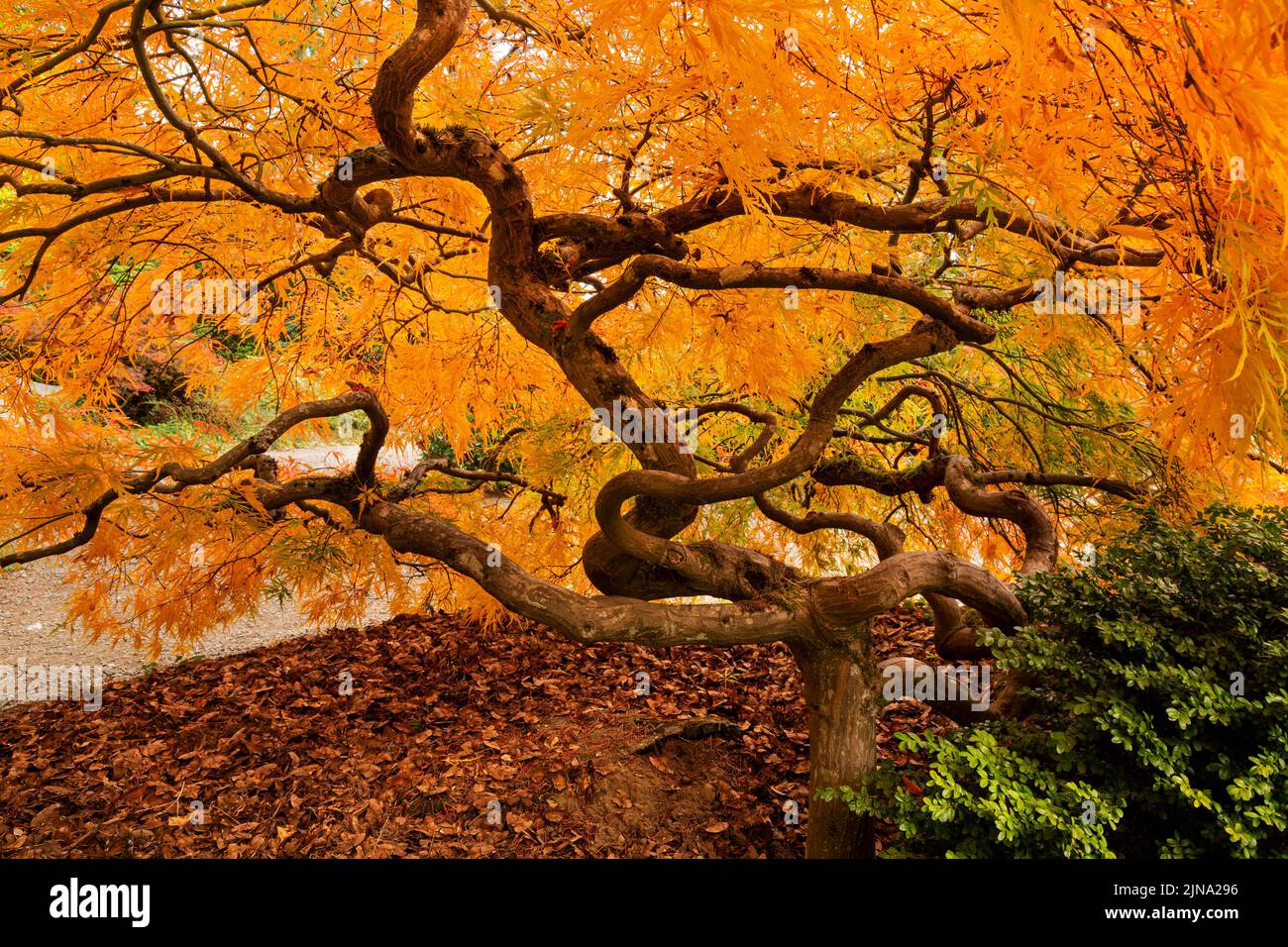 WA21854-00...WASHINGTON - Twisted and bent branches of a Japanese maple in brilliant fall color at Kubota Gardens; a Seattle city park. Stock Photo