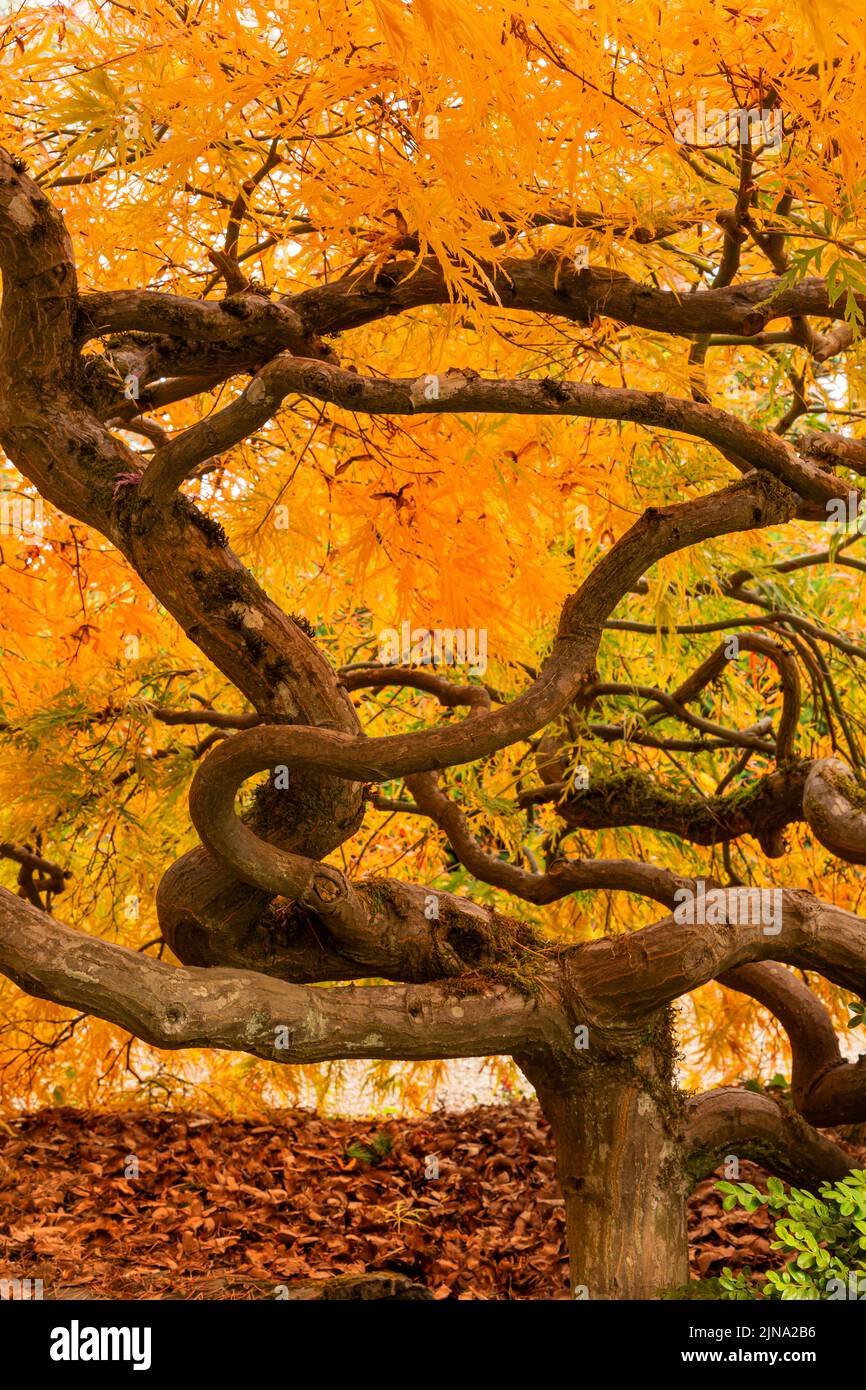 WA21856-00...WASHINGTON - Twisted and bent branches of a Japanese maple in brilliant fall color at Kubota Gardens; a Seattle city park. Stock Photo