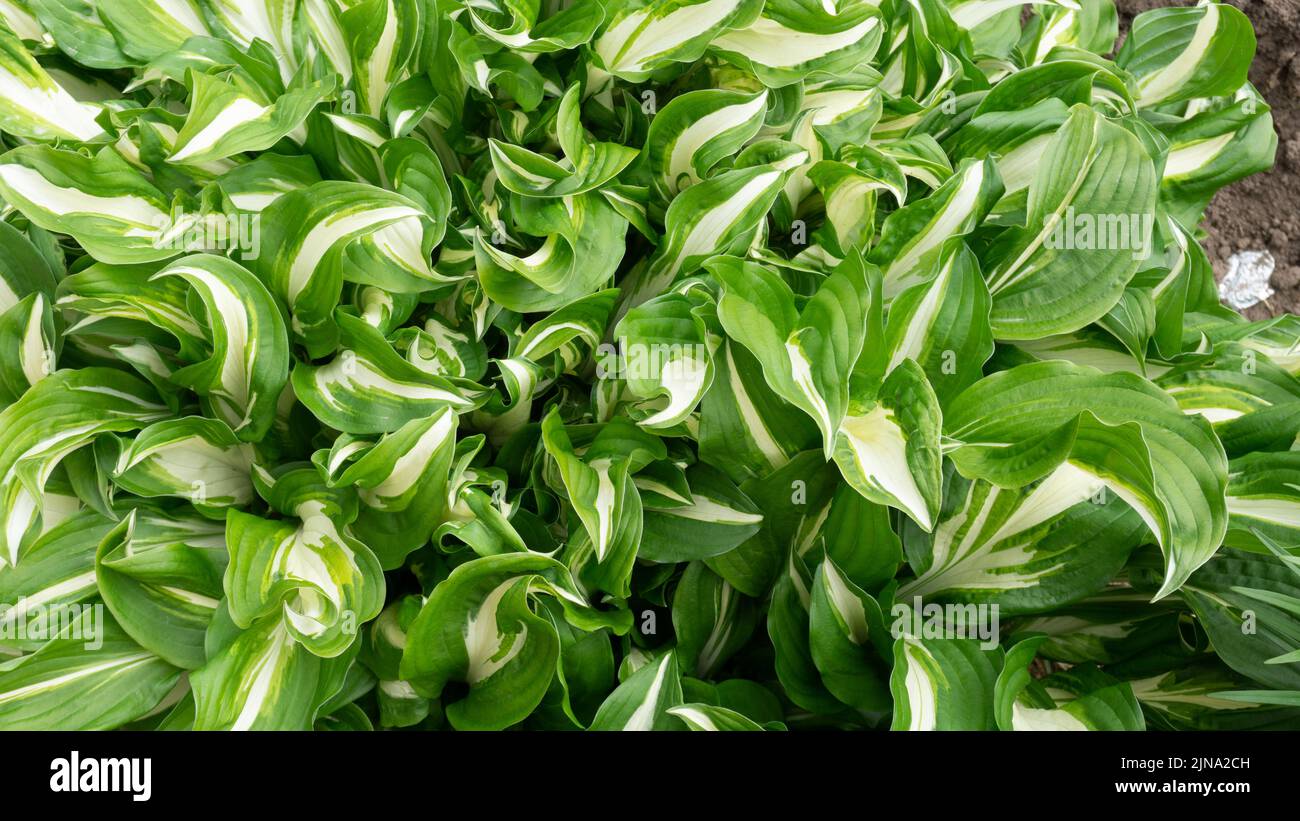 Green-white leaves of the WHIRLWIND host plant. View from above. Background from green leaves. Stock Photo