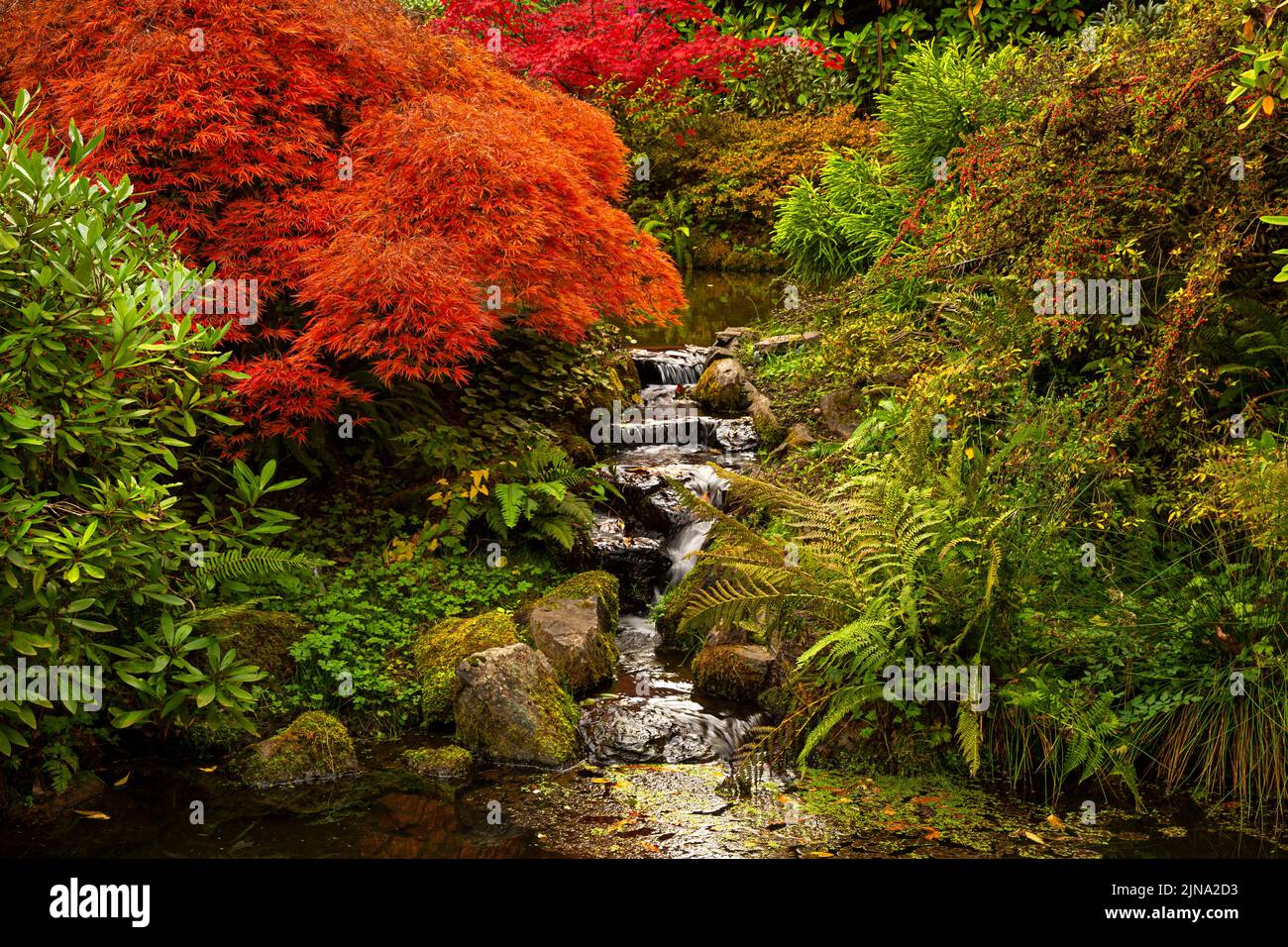 WA21859-00...WASHINGTON - Small, cascading creek in the fall at Kubota Garden; a Seattle city park. Stock Photo