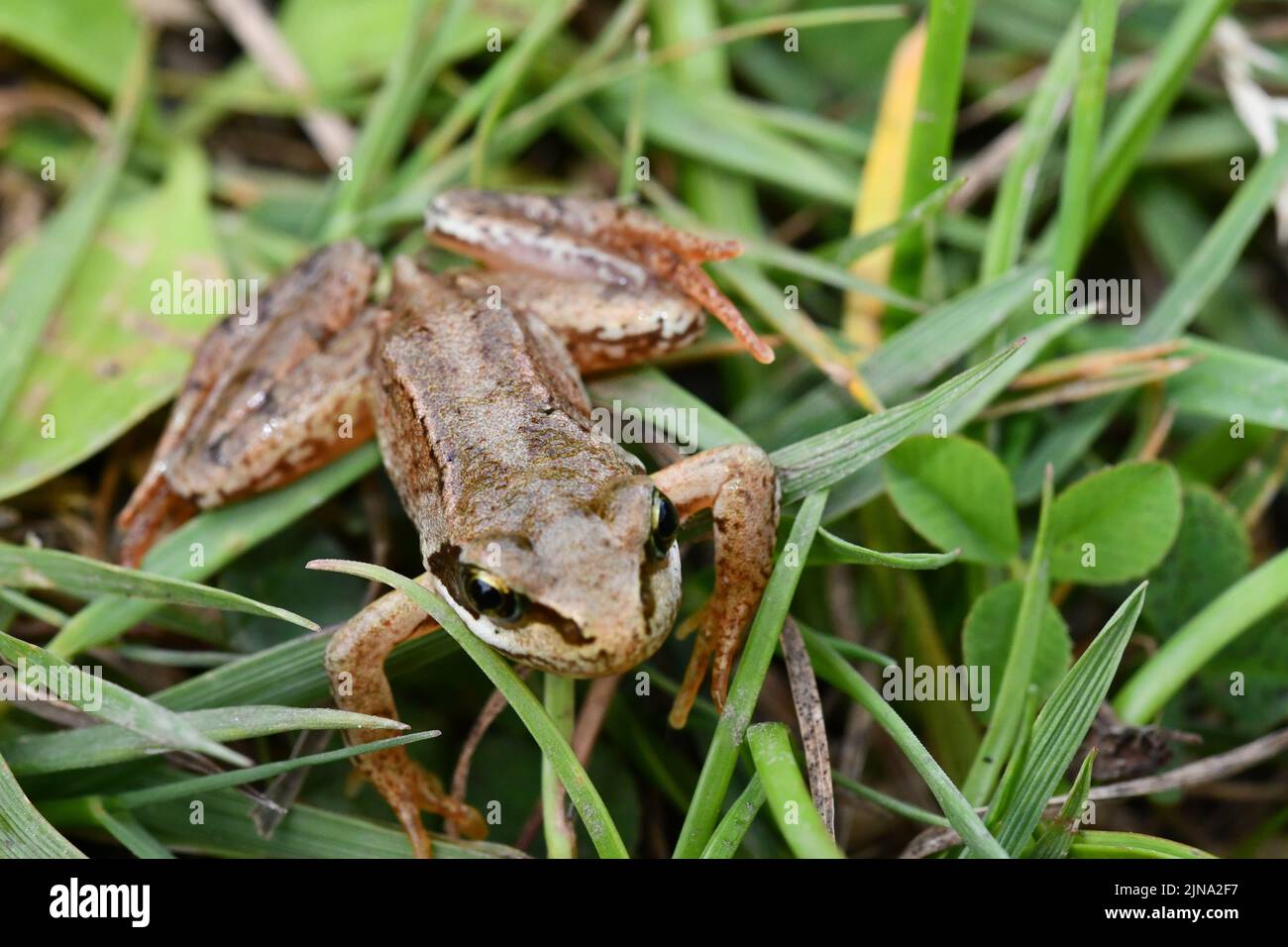frog in the grass, Kilkenny, Ireland Stock Photo Alamy