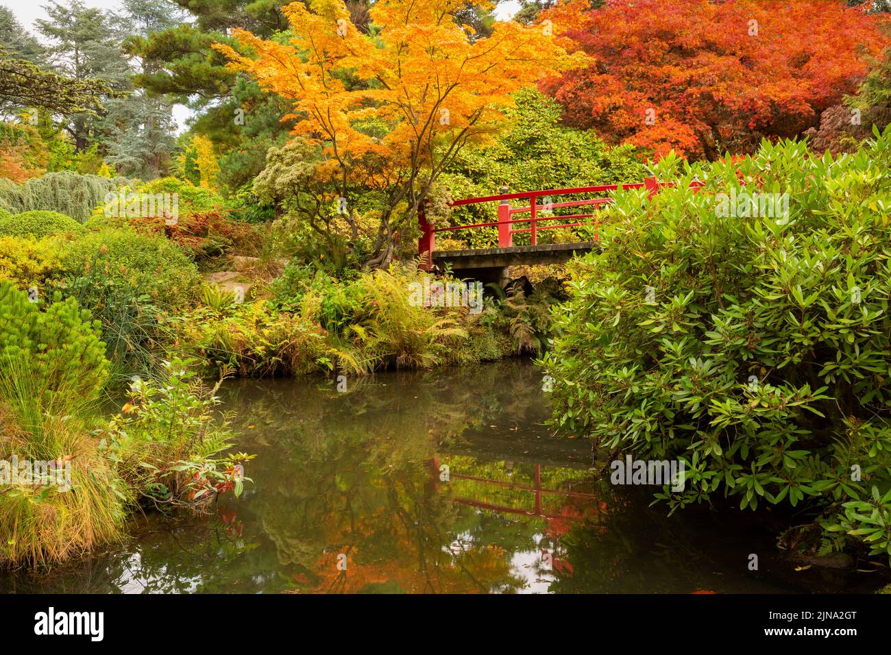 WA21861-00...WASHINGTON - Brilliant fall color at Heart Bridge in Kubota Garden; a Seattle city park. Stock Photo