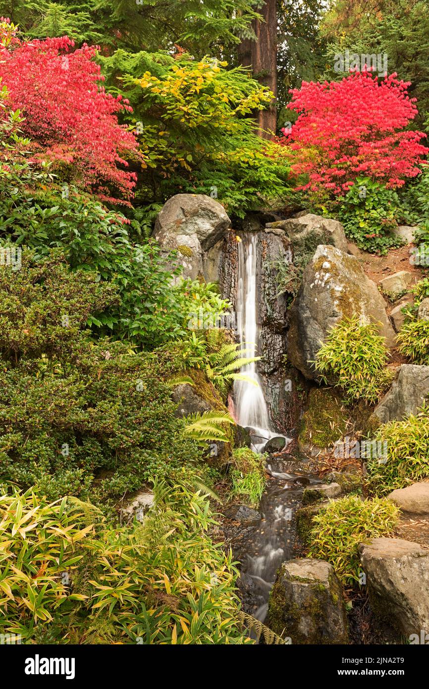 WA21863-00...WASHINGTON - Fall color near a small waterfall at Kubota Garden; a Seattle city park. Stock Photo