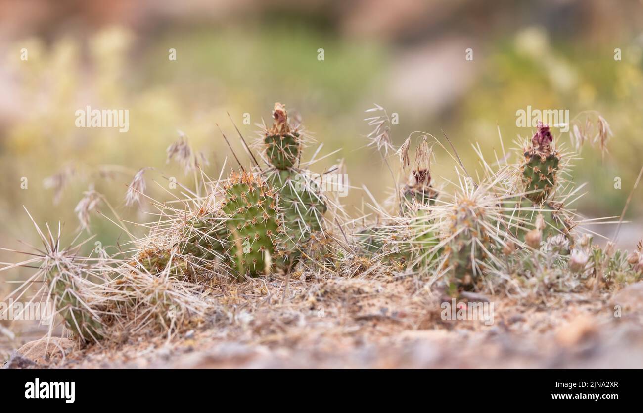 Cactus Plant in a desert. Close up. Spring Season. Stock Photo