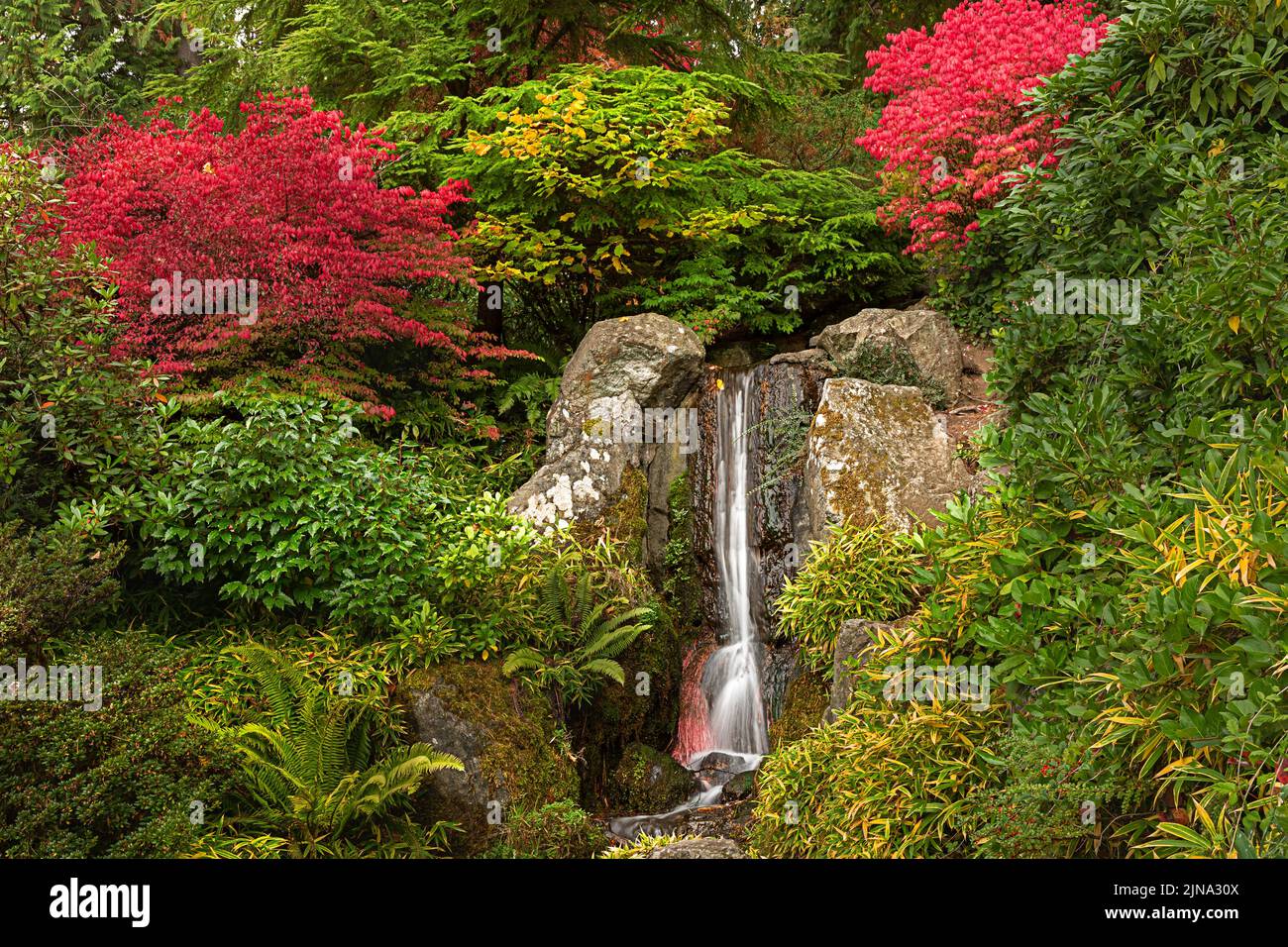 WA21864-00...WASHINGTON - Fall color near a small waterfall at Kubota Garden; a Seattle city park. Stock Photo