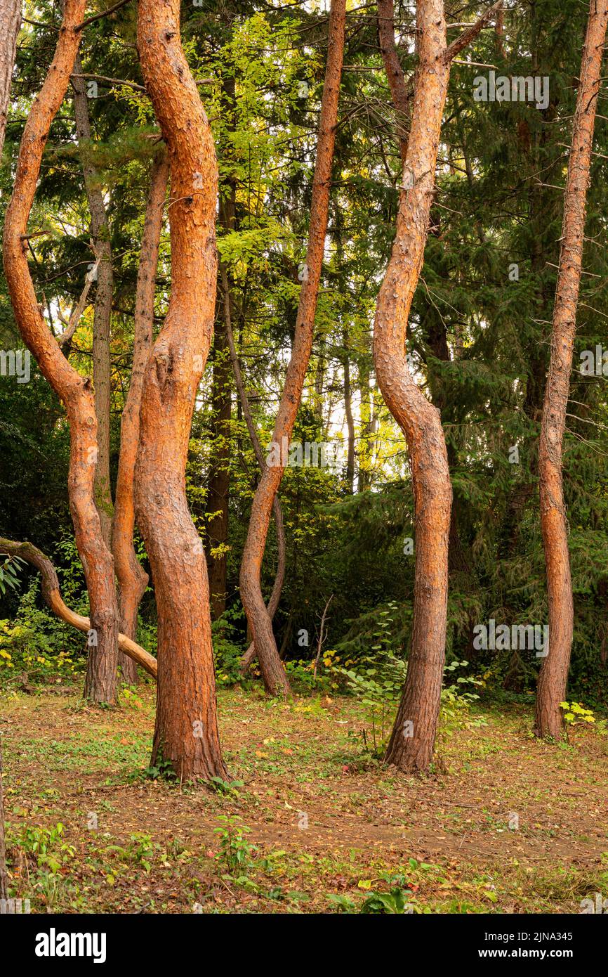 WA21866-00...WASHINGTON - Thin, twisty trees growing at Kubota Garden, a Seattle city park. Stock Photo
