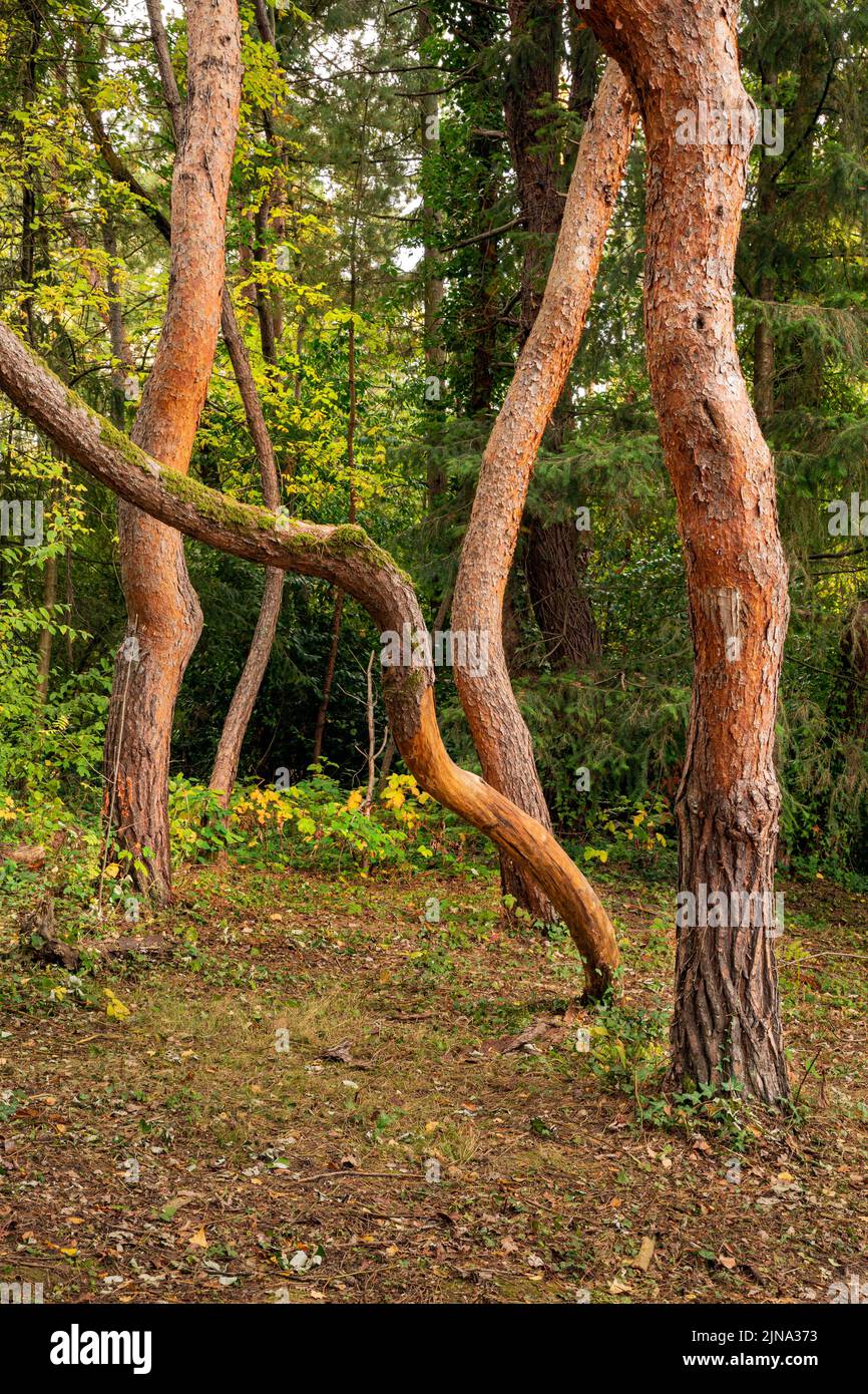 WA21868-00...WASHINGTON - Thin, twisty trees growing at Kubota Garden, a Seattle city park. Stock Photo