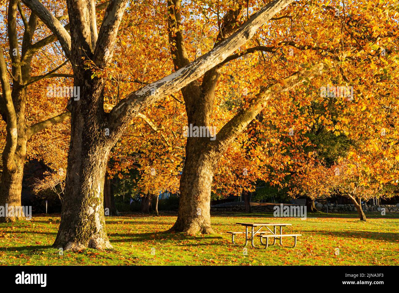 WA21875-00...WASHINGTON - Fall time at Seward Park in Seattle. Stock Photo