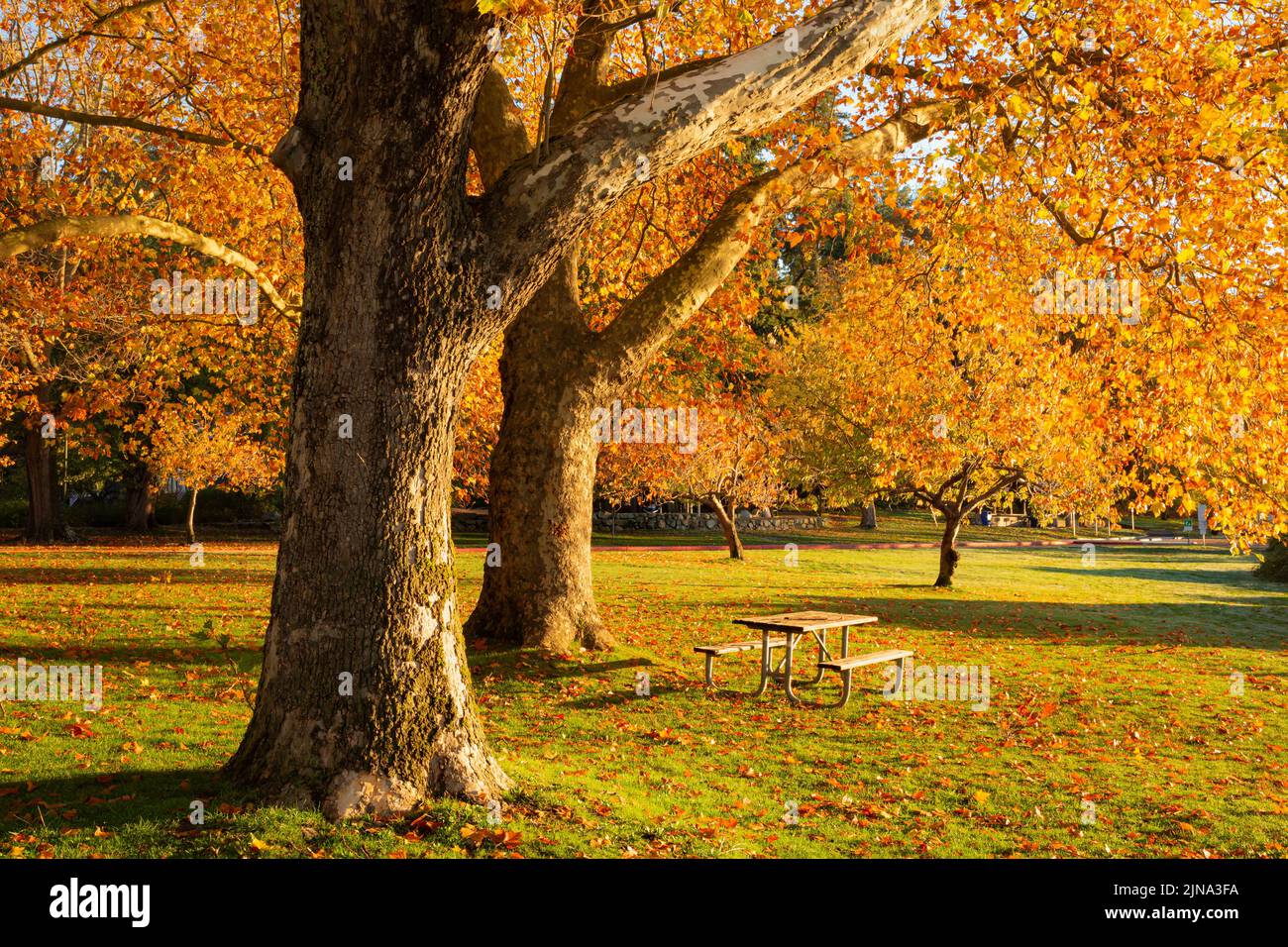 WA21876-00...WASHINGTON - Fall time at Seward Park in Seattle. Stock Photo