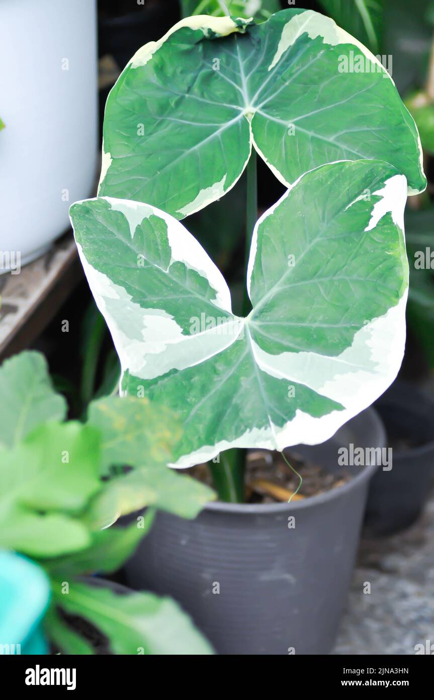 Albomarginata, Araceae or Schott or Xanthosoma sagittifolium or XANTHOSOMA or Mickey Mouse Plant in the flower pot Stock Photo