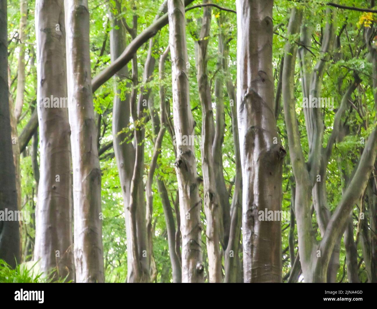 Pale, silvery, tree trunks, in a woodland park along the edge of Aberdeen, Scotland Stock Photo
