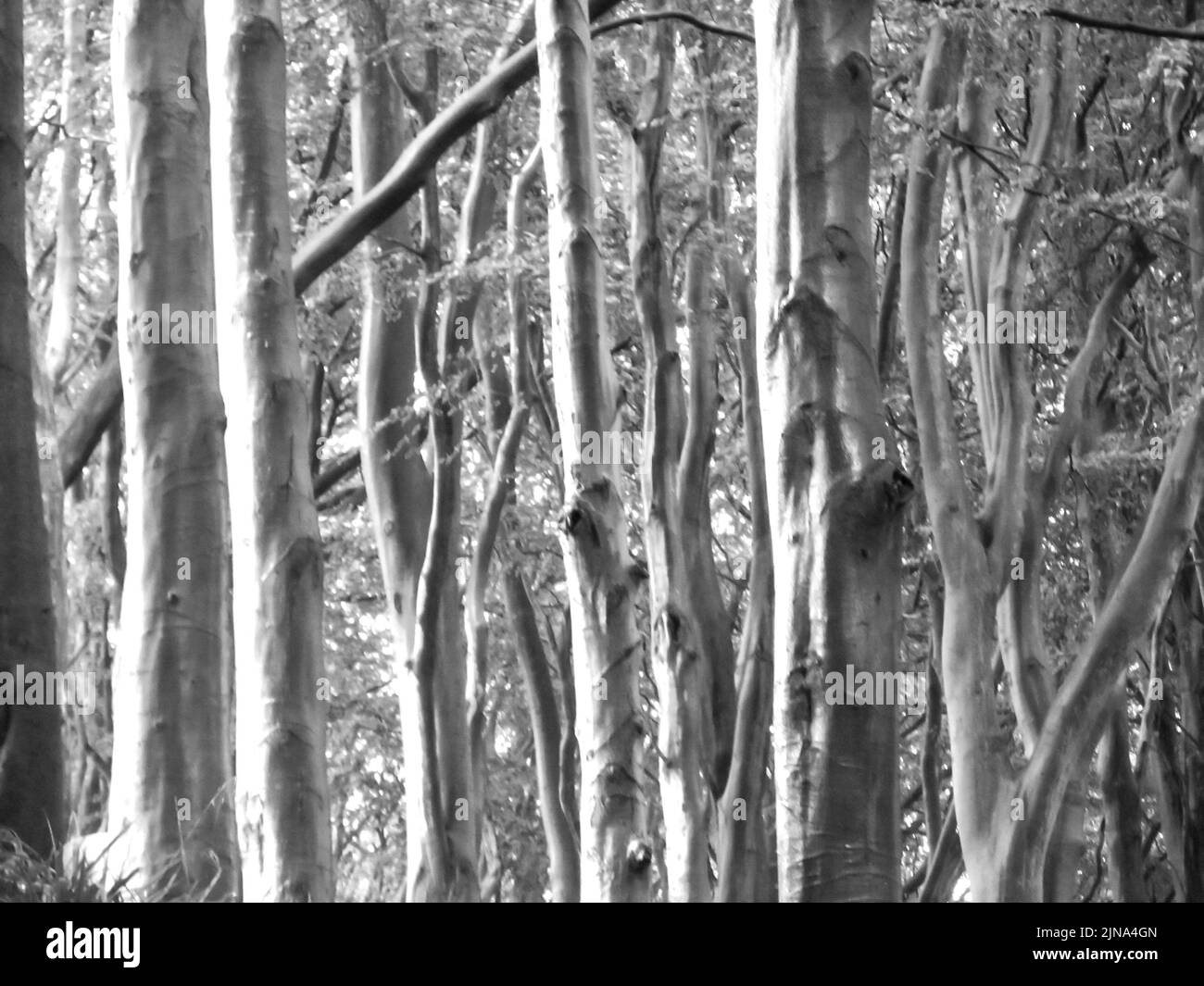 Pale tree trunks, in a woodland park along the edge of Aberdeen, Scotland, in black and white Stock Photo