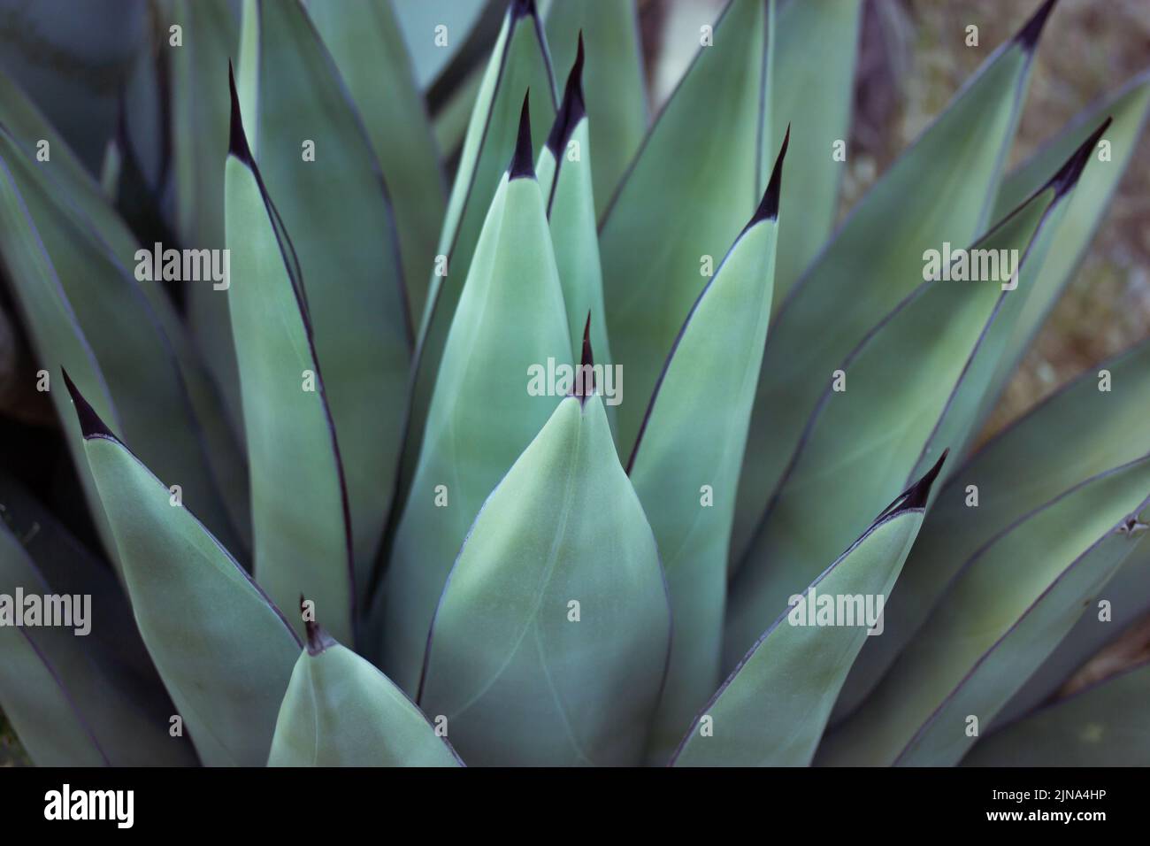 Agave fernandi regis. Succulent, cactus plant with long smooth leaves