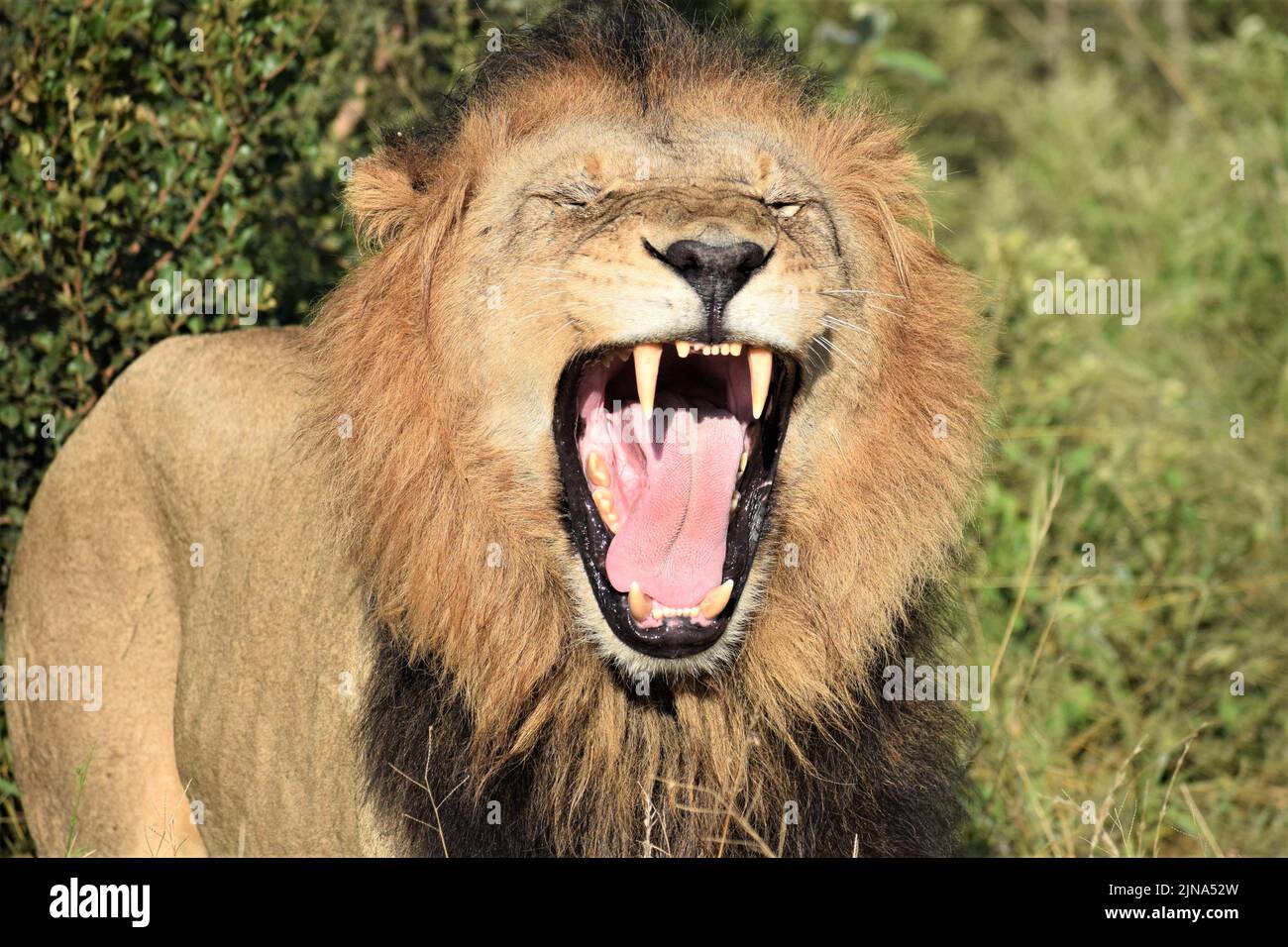 Black Mane Lion showing his teeth. What a big mouth you have! Stock Photo