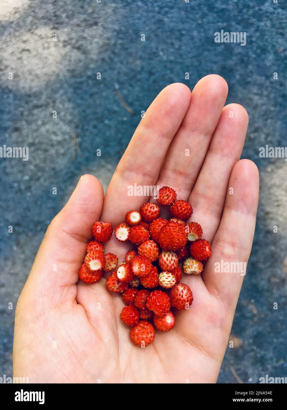Close-up of a person holding a handful of fresh wild strawberries, Bosnia and Herzegovina Stock Photo