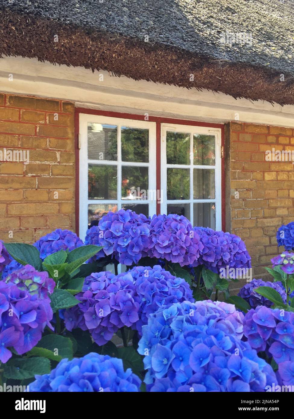 Purple hydrangea flowers growing in front of a typical traditional thatched house, Fanoe, Jutland, Denmark Stock Photo