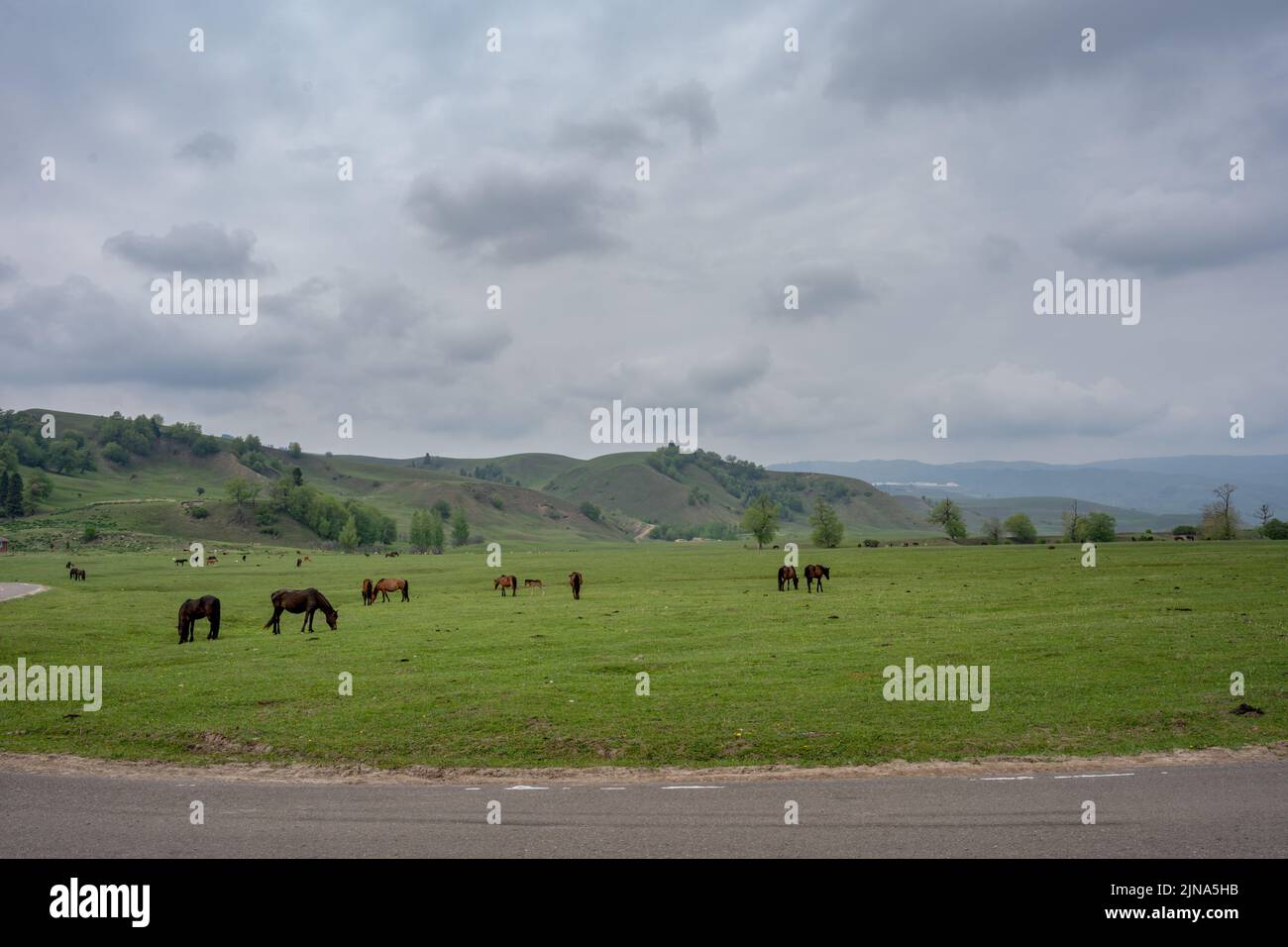 herd of cow eating grasses in the meadow Stock Photo - Alamy