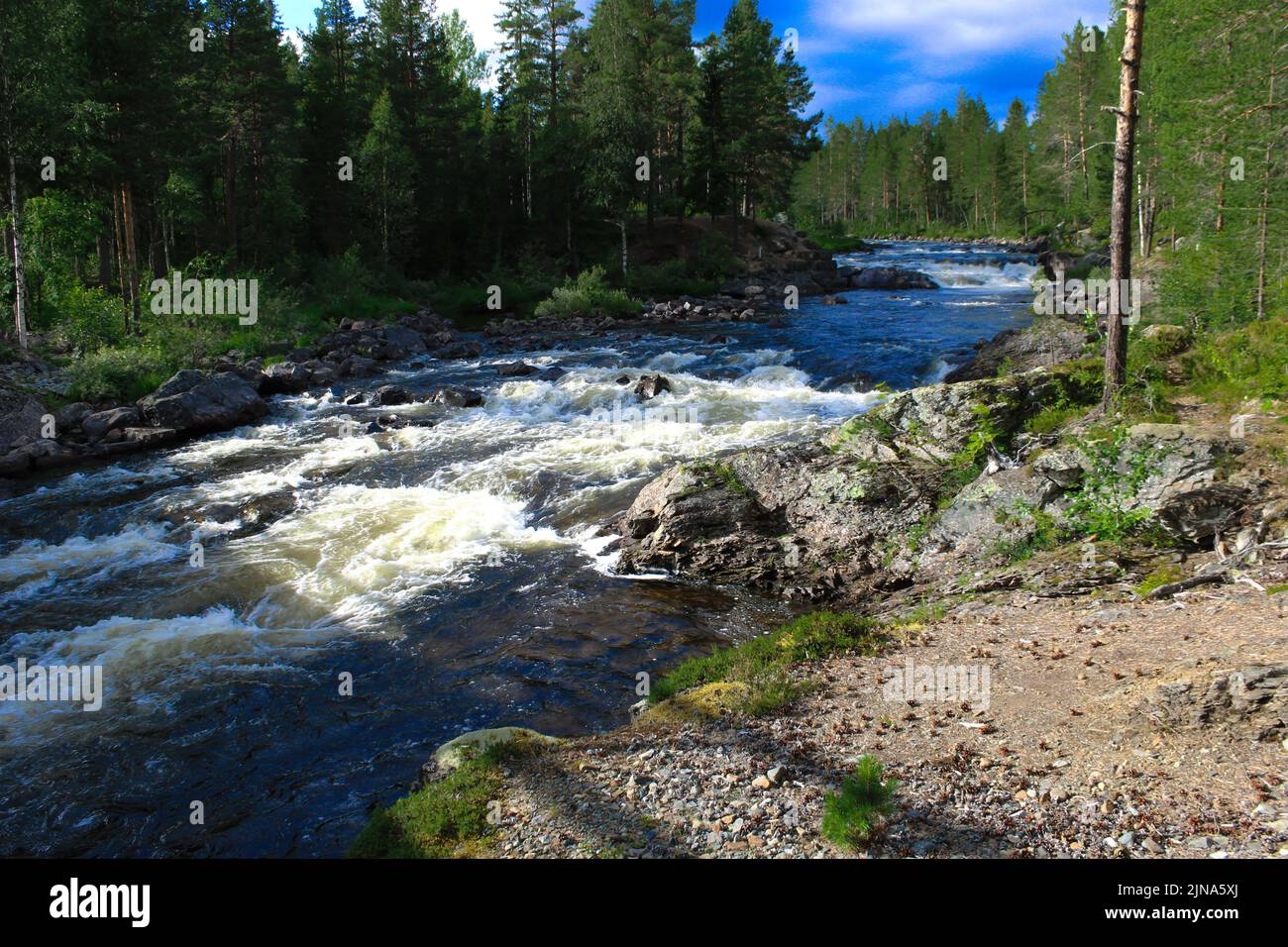 Stream flowing green trees forest hi-res stock photography and images ...