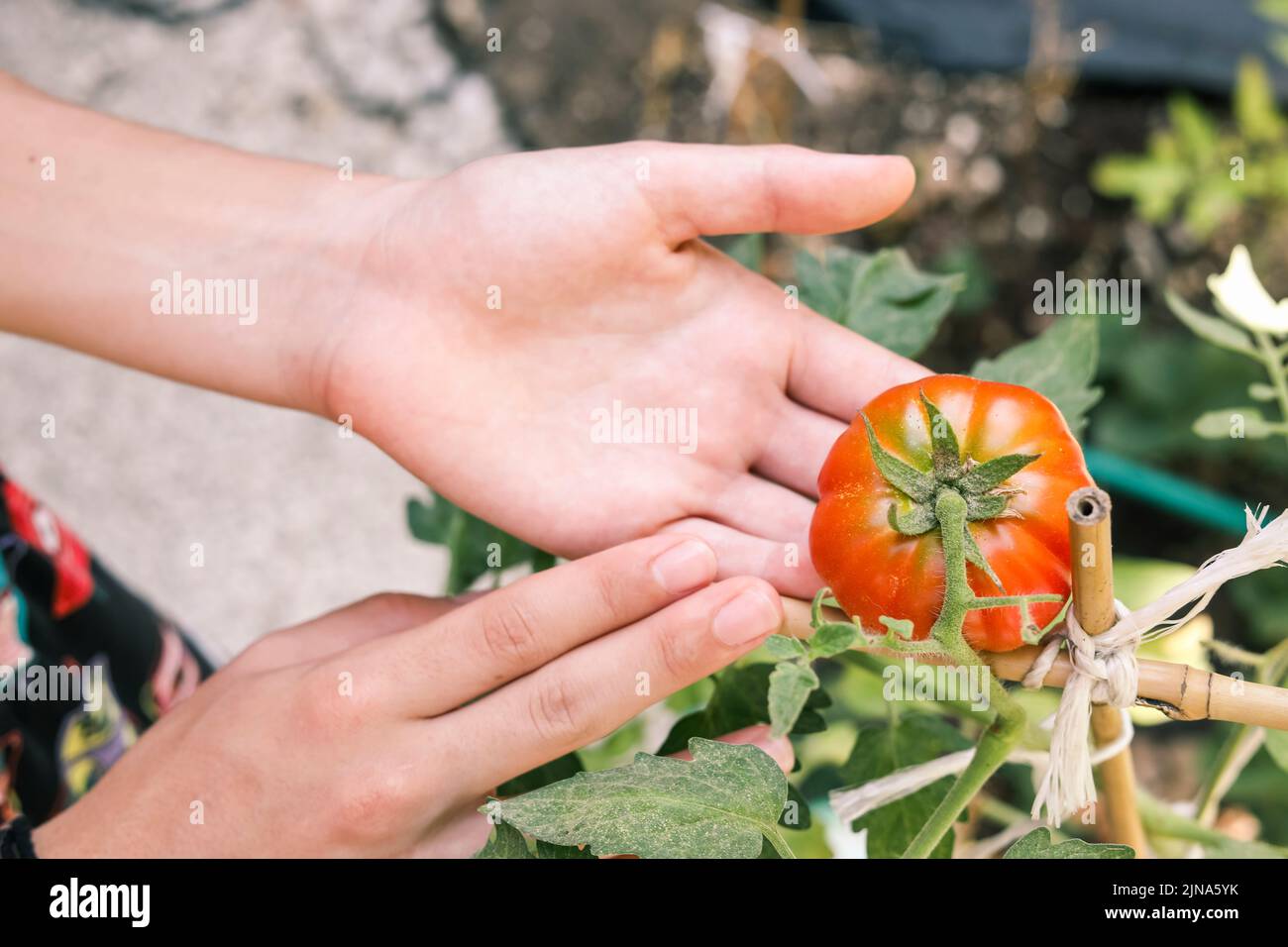 Close-Up of a person's hand checking a tomato plant in the garden Stock Photo