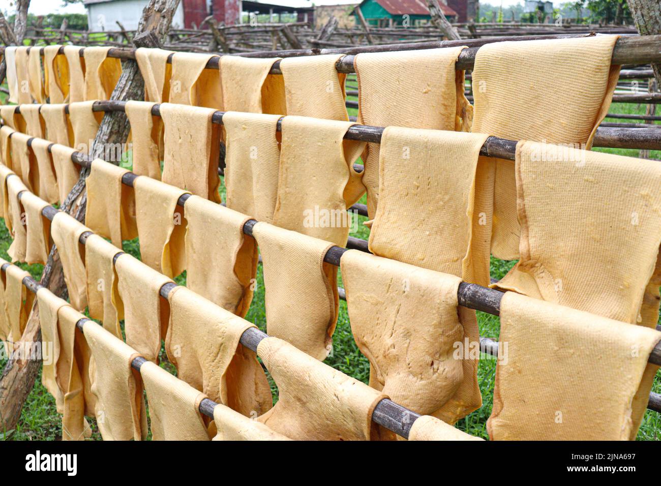 natural raw rubber Sheets on factory for refining drying and processing