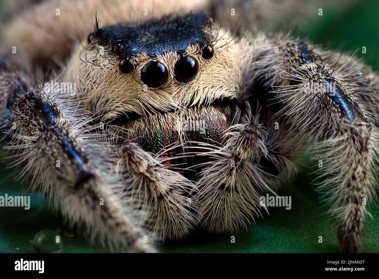 Close-Up of a tiger jumping spider on a rock, Indonesia Stock Photo
