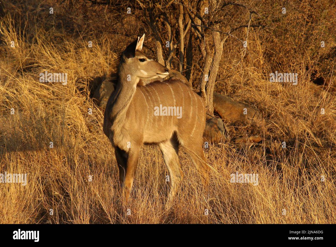 Juvenile kudu standing in the bush, Madikwe Game Reserve, North West Province, South Africa Stock Photo
