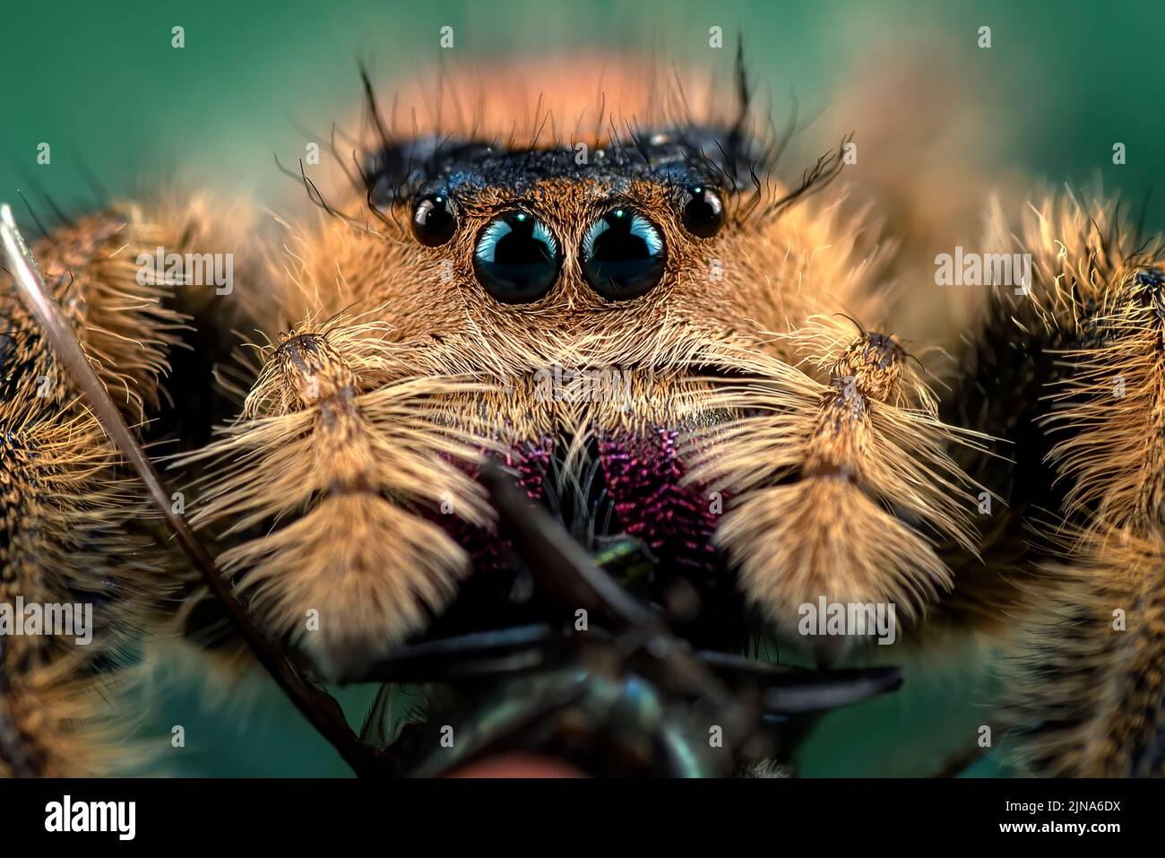 Close-Up of a tiger jumping spider on a rock, Indonesia Stock Photo