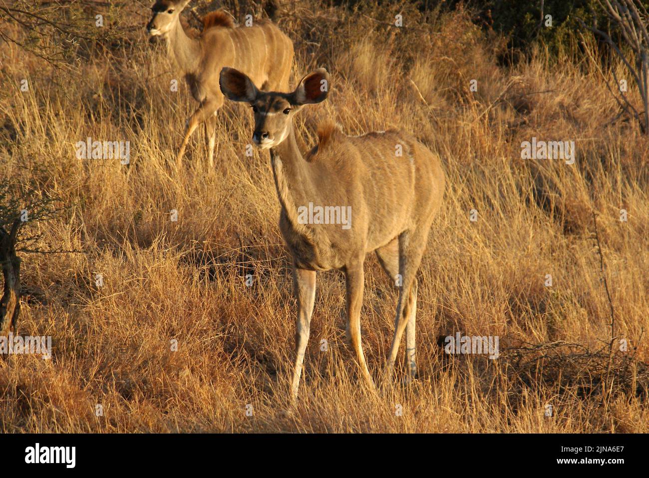 Two juvenile kudus standing in the bush, Madikwe Game Reserve, South Africa Stock Photo