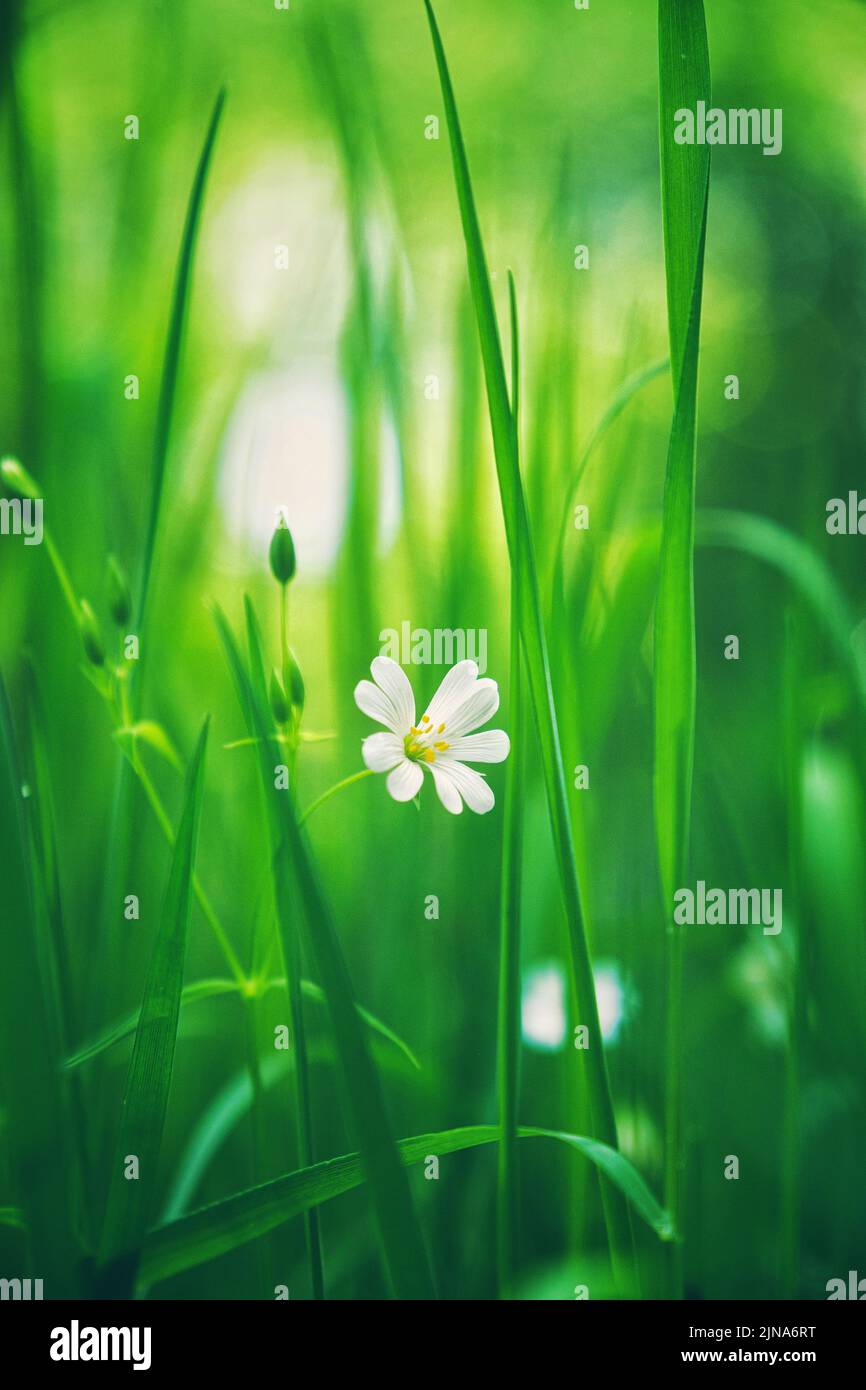 Close-Up of a daisy growing in a woodland meadow, England, UK Stock Photo