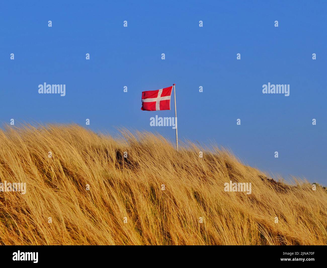 Danish flag blowing in the wind over the top of a sand dune, Fanoe, Jutland, Denmark Stock Photo