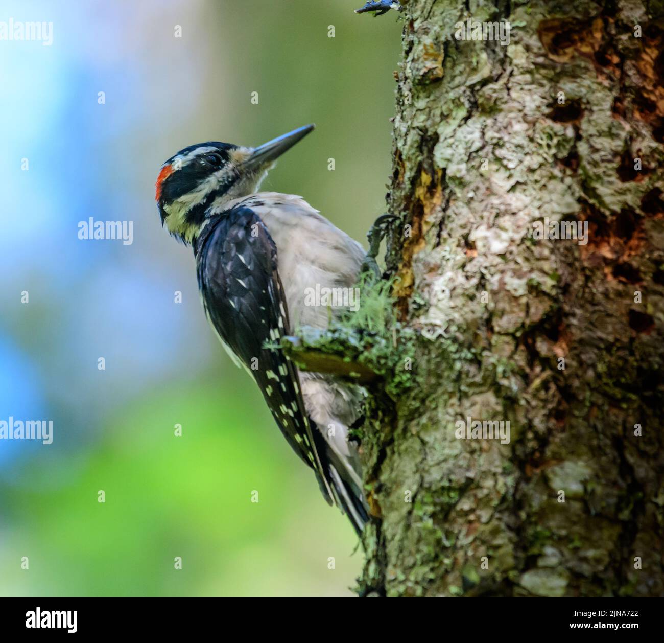 Close-Up of a Hairy Woodpecker on a tree trunk, British Columbia, Canada Stock Photo