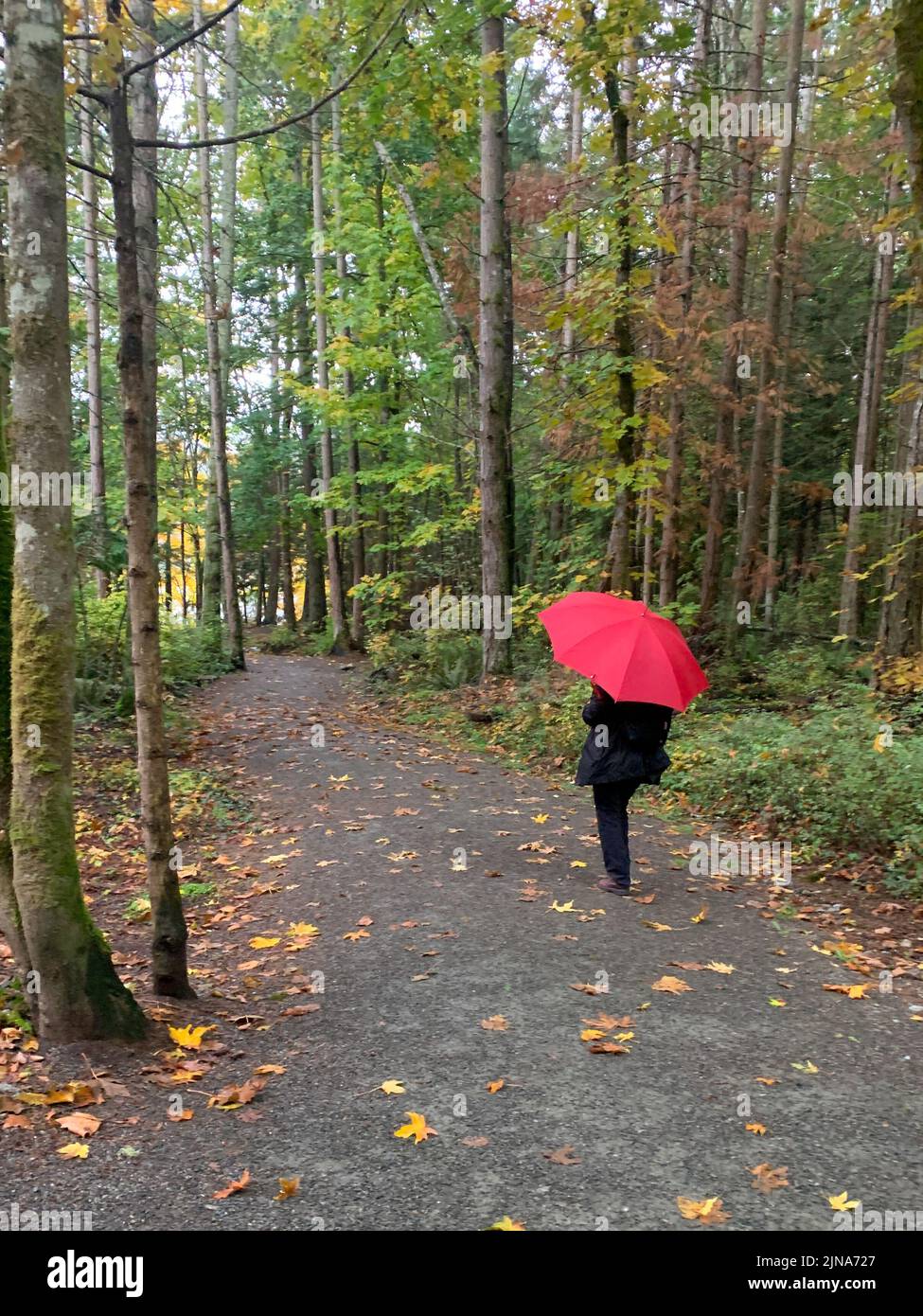 Rear view of a woman walking in a forest with a red umbrella, British Columbia, Canada Stock Photo
