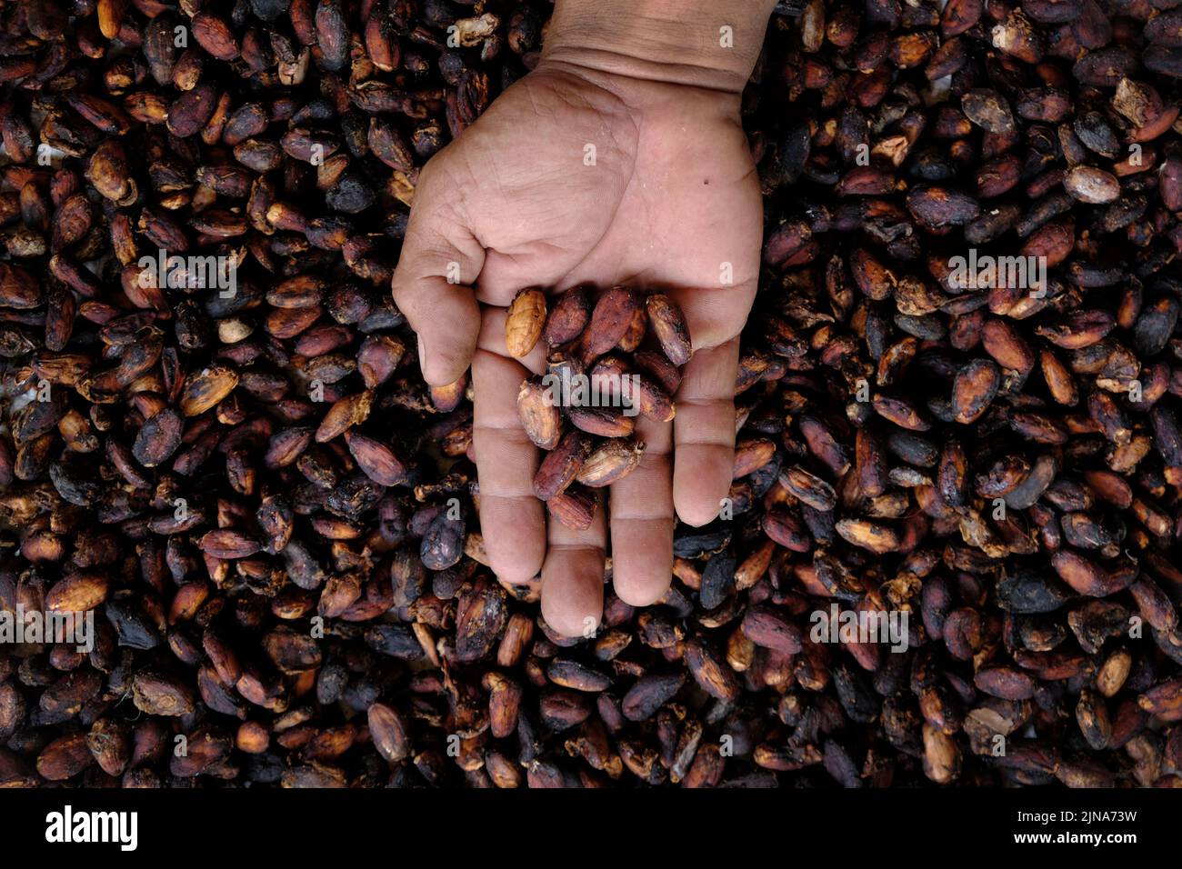 Overhead view of a farmer holding a handful of freshly picked cocoa beans Stock Photo