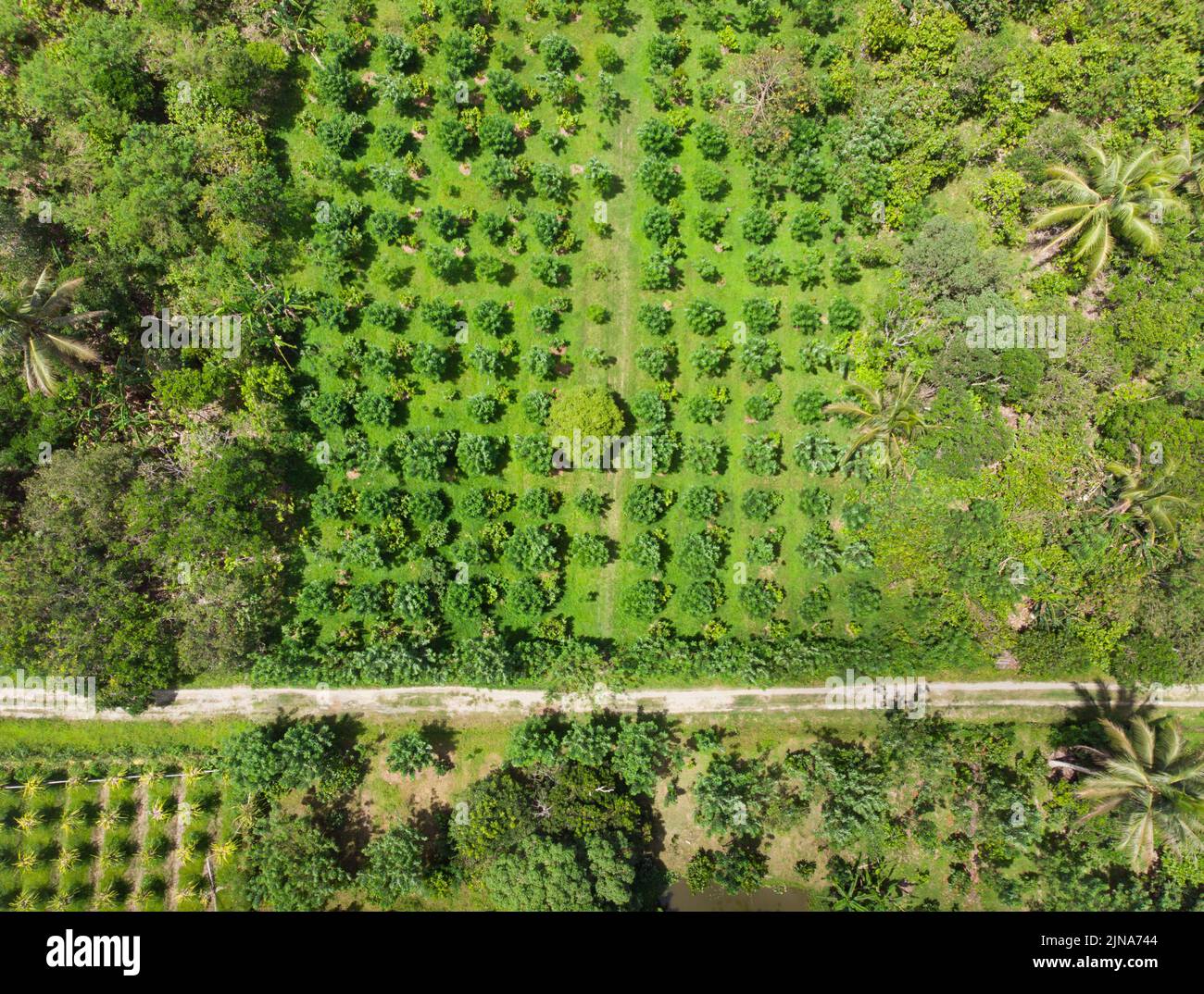 Aerial view of cocoa bean plantation, Indonesia Stock Photo Alamy
