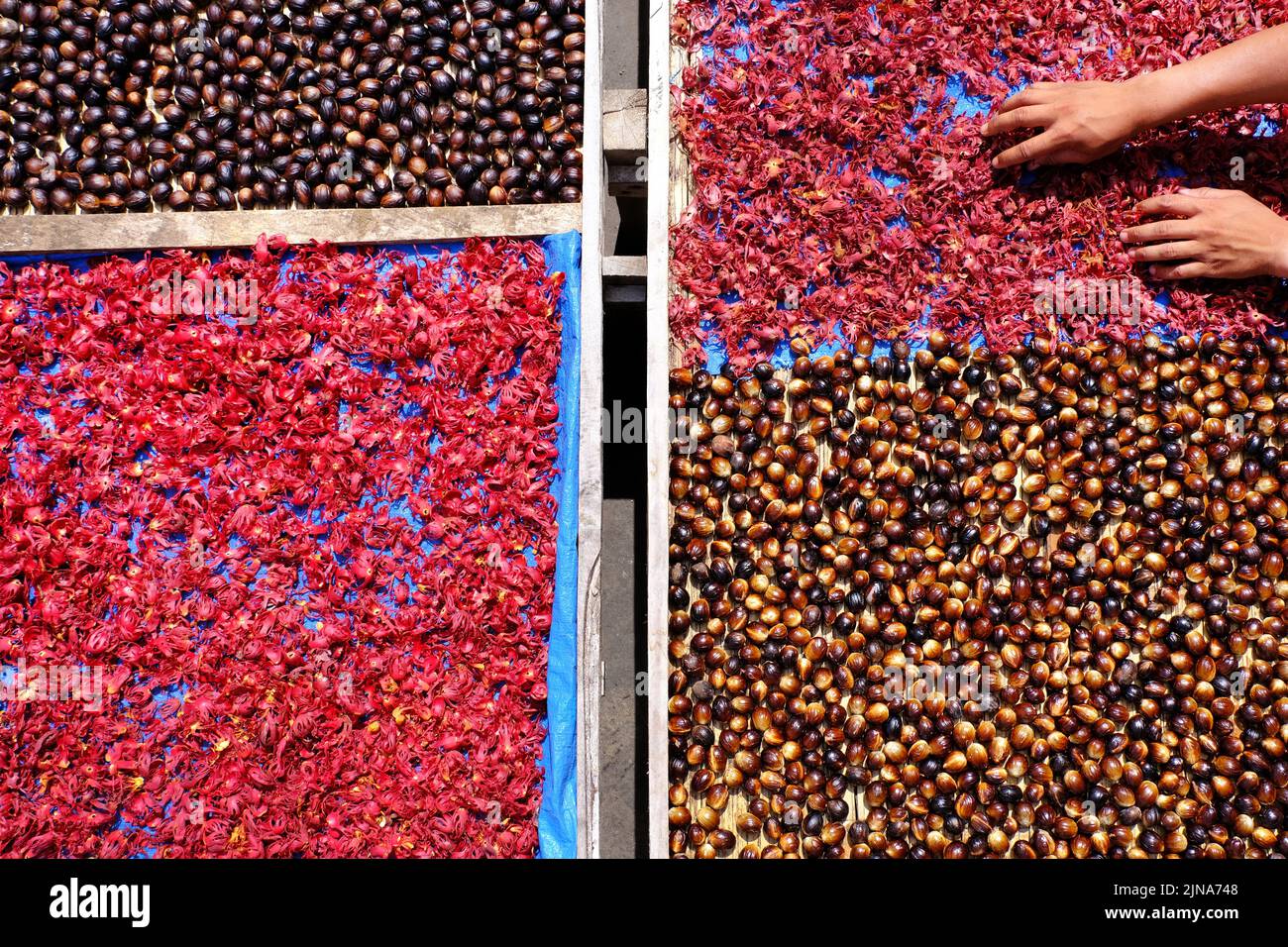 Aerial view of a farmer drying freshly picked nutmeg in the sun, Indonesia Stock Photo