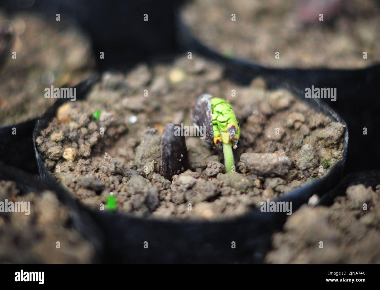 Close-up of a cocoa bean seeding sprouting in a plant pot, Indonesia Stock Photo