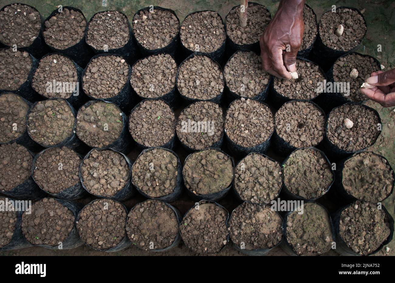 Overhead view of a farmer planting cocoa beans in plant pots, Indonesia Stock Photo