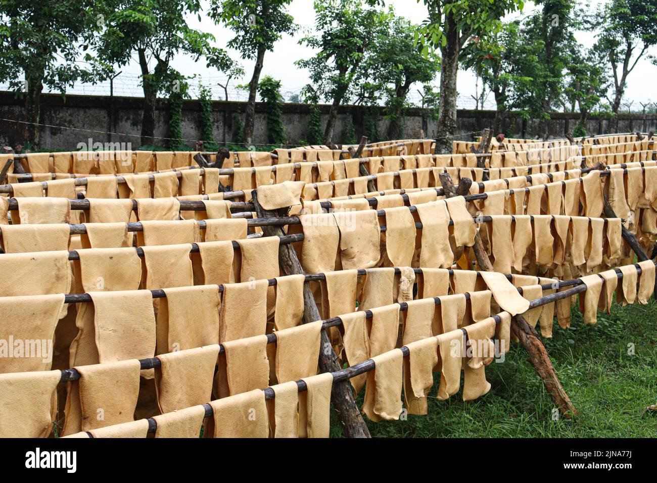 natural raw rubber Sheets on factory for refining drying and processing